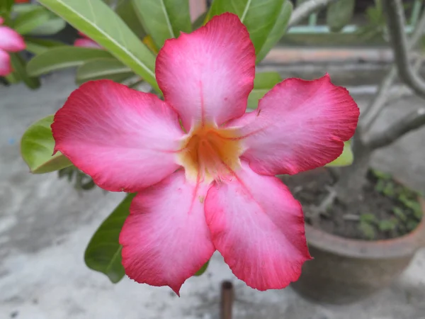 Pink Desert Rose — Stock Photo, Image