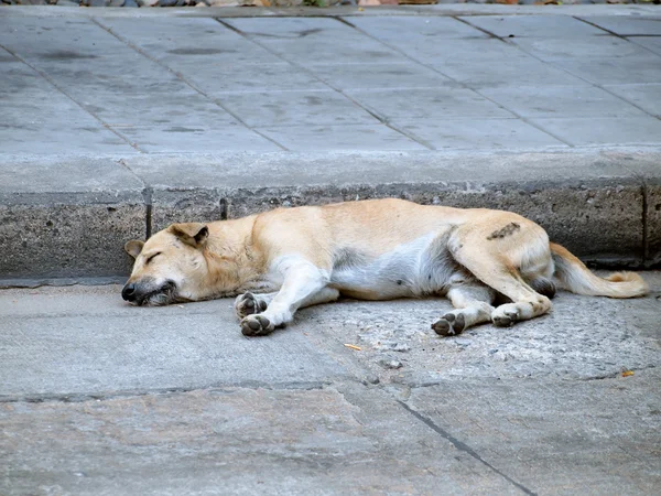 Straßenhund — Stockfoto