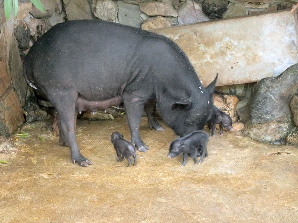 Wild boar — Stock Photo, Image