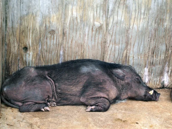 Wild boar — Stock Photo, Image