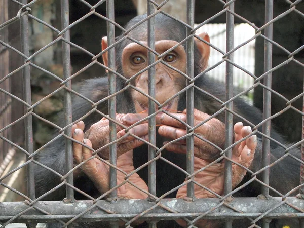 Monkey in a cage — Stock Photo, Image