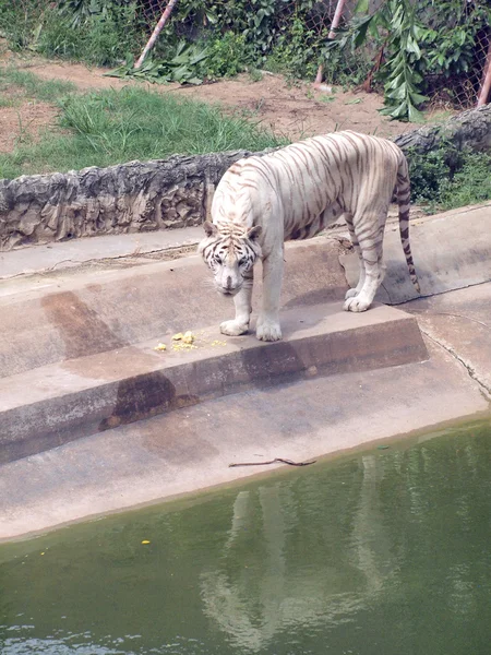 Tigre blanco — Foto de Stock