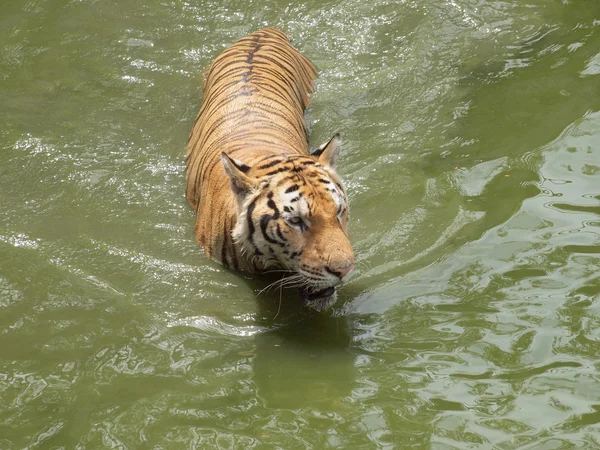 Tigre royal du Bengale — Photo