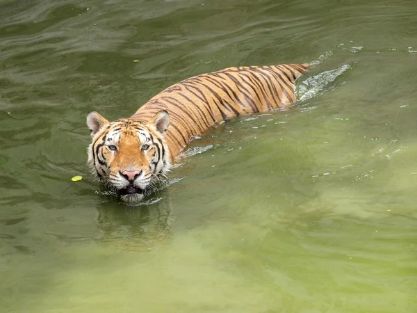 Tigre de bengala real — Foto de Stock