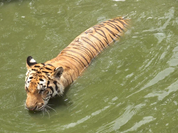 Royal bengal tiger — Stock Photo, Image