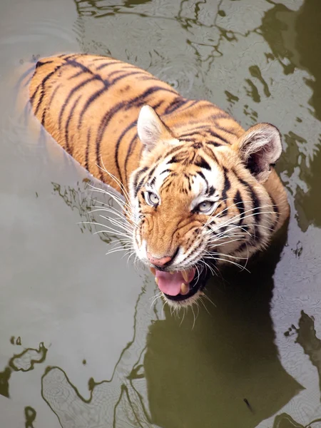Tigre real de bengala — Fotografia de Stock