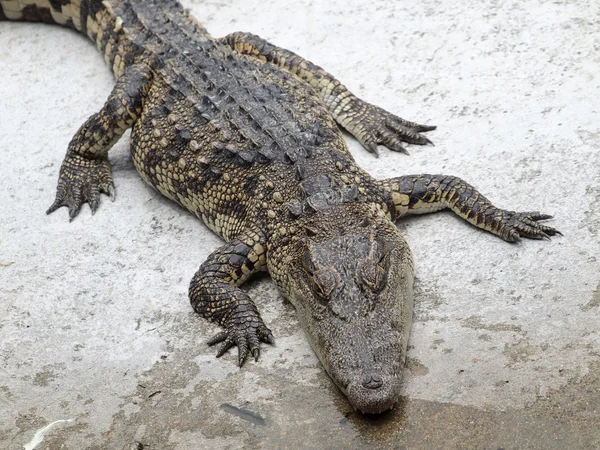 Cocodrilos de cerca en Tailandia —  Fotos de Stock