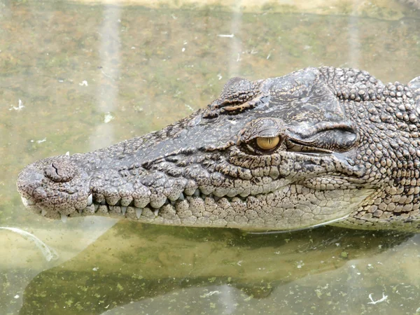 Krokodile aus nächster Nähe in Thailand — Stockfoto