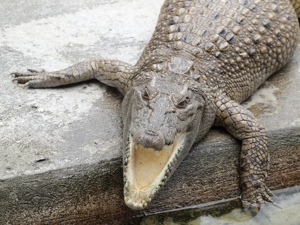 Krokodiler på nära håll i thailand — Stockfoto