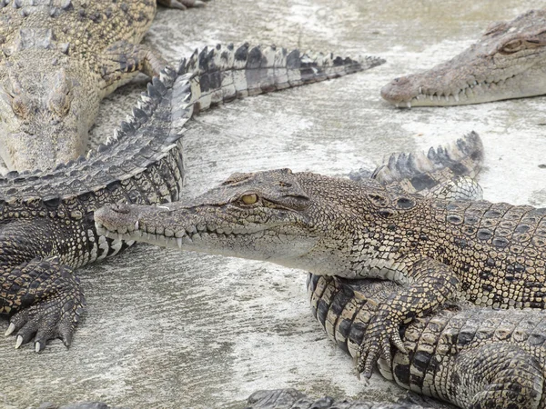 Crocodiles close up in Thailand — Stock Photo, Image