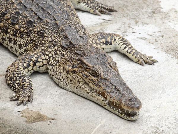 Crocodiles proches en Thaïlande — Photo