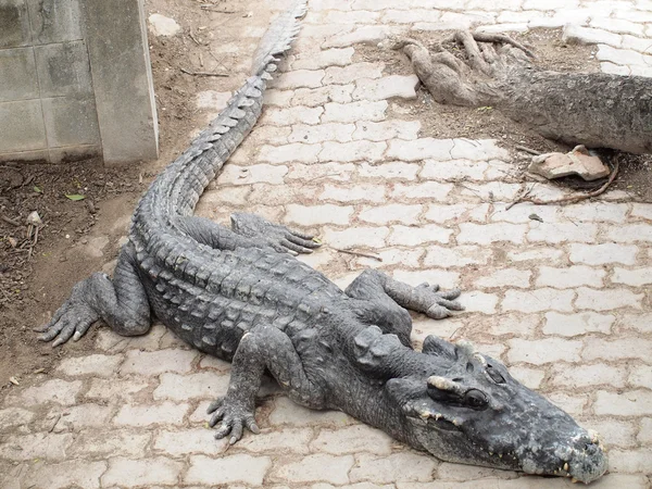 Крокодилы закрываются в Таиланде — стоковое фото