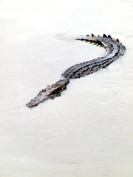 Крокодили закладають в Таїланді — стокове фото