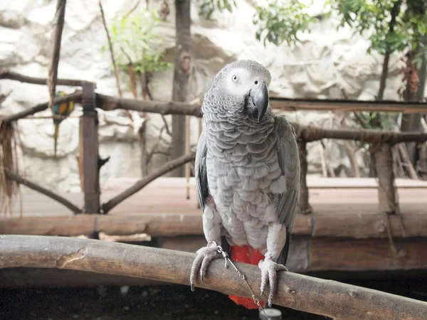 Macaw parrot — Stock Photo, Image