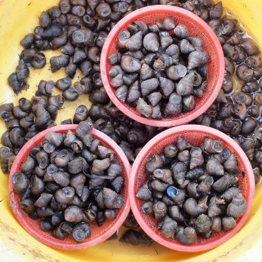 deniz salyangozu arka planı