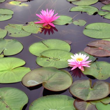 pembe nilüfer çiçeği