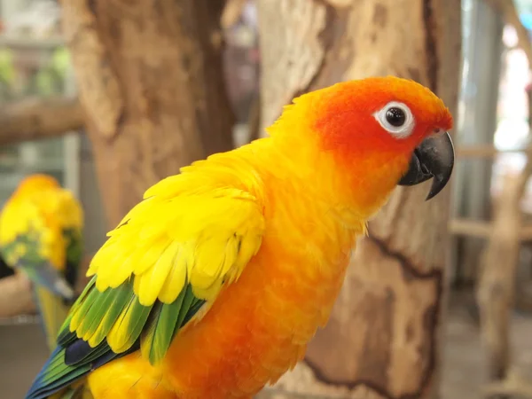 Macaw parrot — Stock Photo, Image