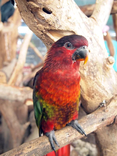 Папуга ара — стокове фото