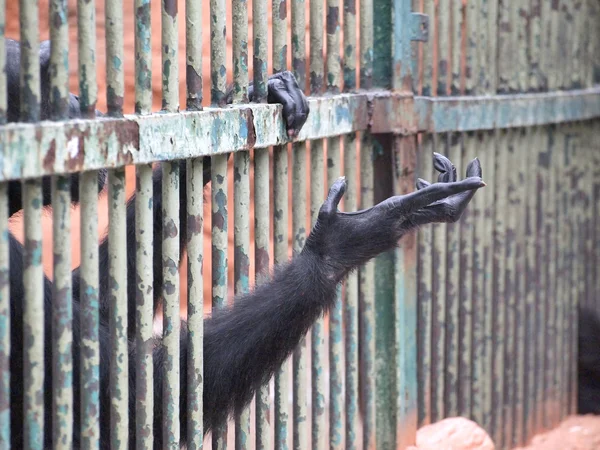 Monkey in a cage — Stock Photo, Image