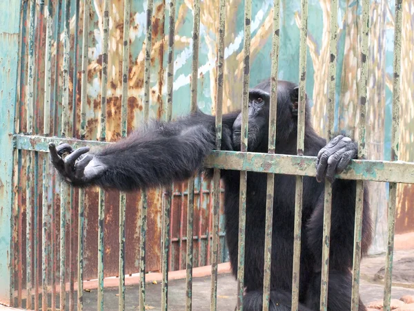 Monkey in a cage — Stock Photo, Image