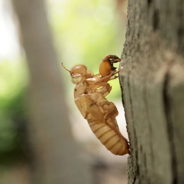 Cicada slough holding en un árbol —  Fotos de Stock