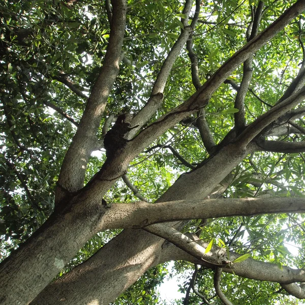 Grande ramo de árvore fresca verde — Fotografia de Stock