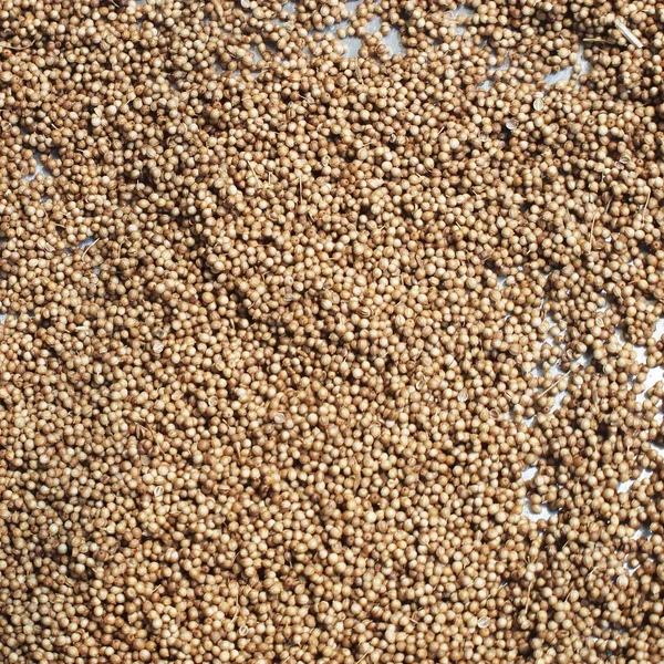 Crushed white pepper  texture, full frame background — Stock Photo, Image