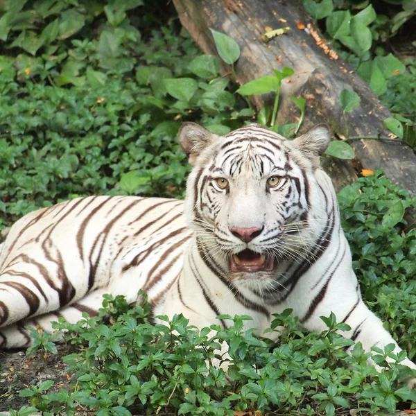 Tigre blanco — Foto de Stock