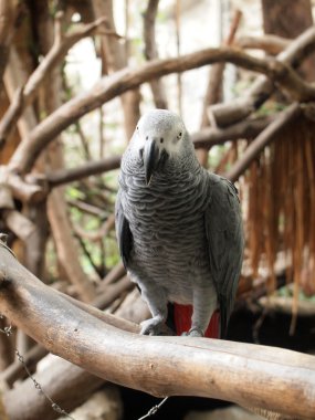 Amerika papağanı papağan