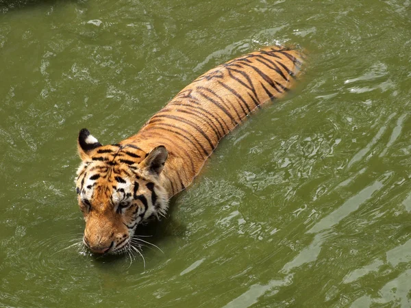 Tigre royal du Bengale — Photo