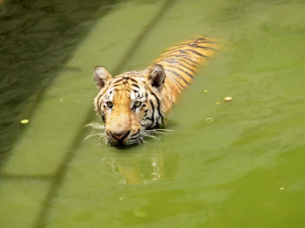 Tigre de bengala real — Foto de Stock