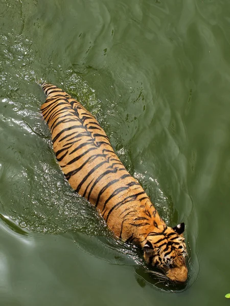 Tigre reale del bengala — Foto Stock