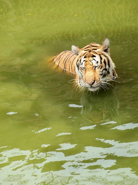 Tigre de bengala real — Foto de Stock