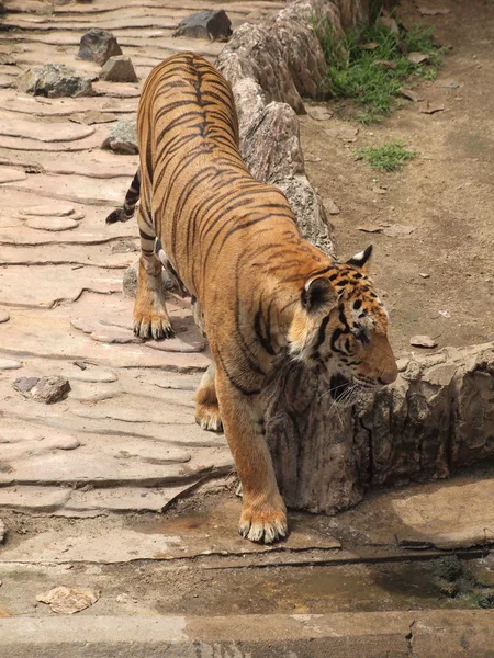 Royal Bengal tigru — Fotografie, imagine de stoc