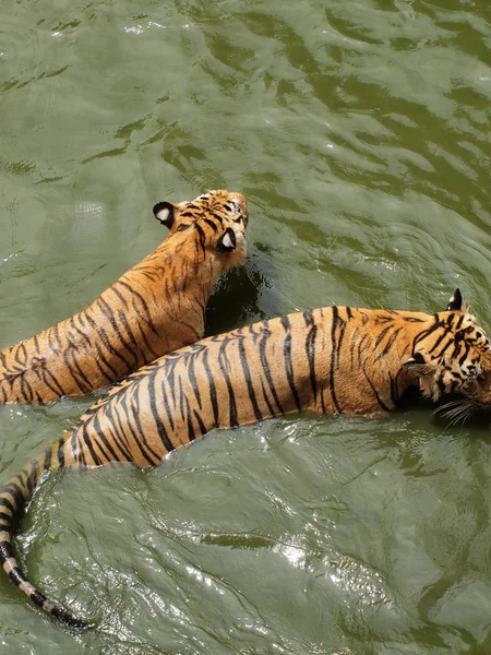 Tigre real de bengala — Fotografia de Stock