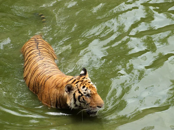 Tigre real de bengala — Fotografia de Stock