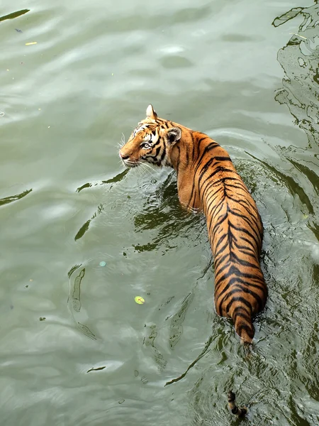 Royal bengal tiger — Stock Photo, Image