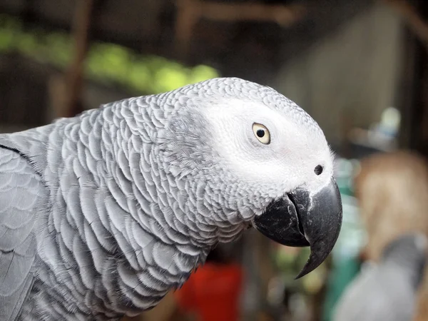 Papagaio-da-índia — Fotografia de Stock