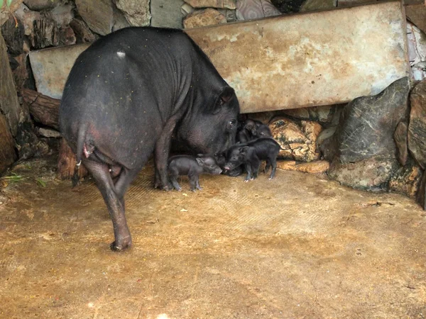 Wild boar — Stock Photo, Image