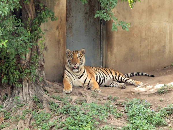 Tigre de bengala real —  Fotos de Stock