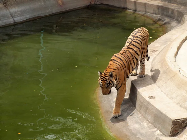 Royal bengal tiger — Stock Photo, Image