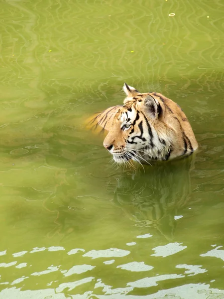 Königstiger — Stockfoto