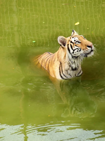 Tigre real de bengala — Fotografia de Stock