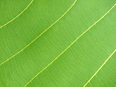 yeşil yaprak portre