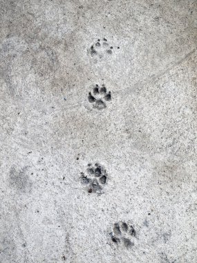 Ayak izleri çimento zemin zemin üzerine köpektir
