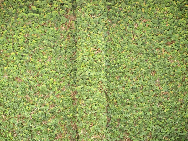 Yeşil duvar — Stok fotoğraf