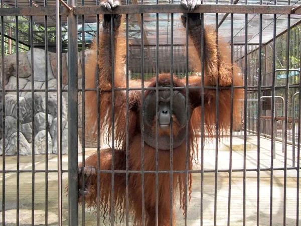 Monkey in a cage — Stock Photo, Image