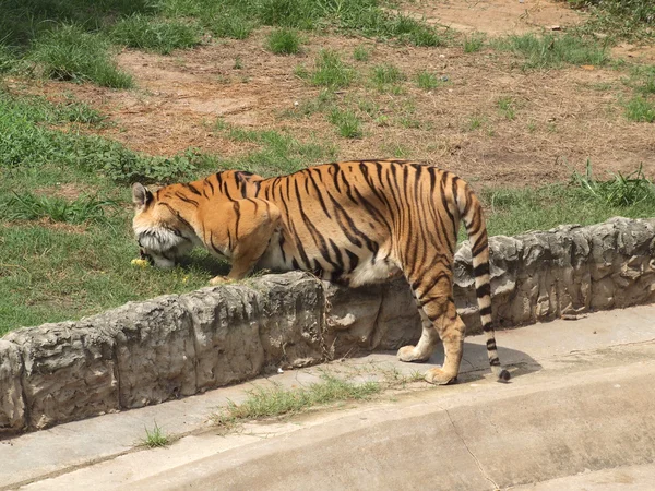 Tigre de bengala real —  Fotos de Stock