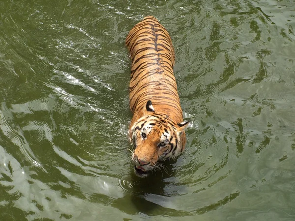 Tigre real de bengala — Fotografia de Stock