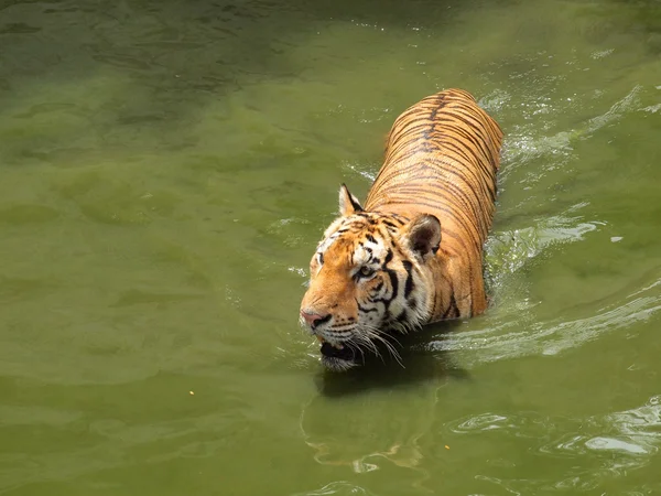 Tigre real de bengala — Fotografia de Stock